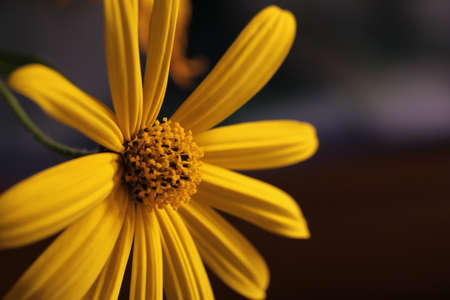 Daisy. Close up. Vivid.の写真素材