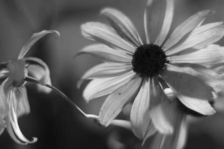 Daisy close up. Flower.の写真素材