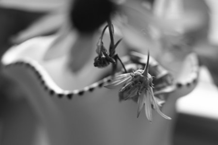 Dried daisy near the window in a vase.の写真素材