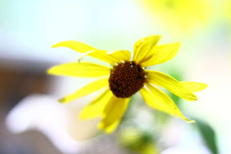 Small yellow daisy close up.