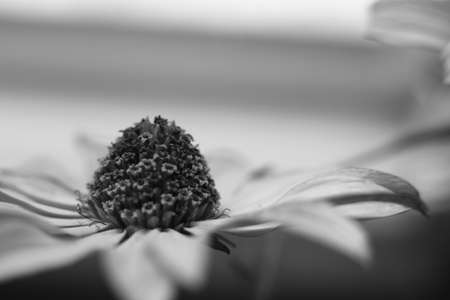 Small daisy on the window in a vase.の写真素材