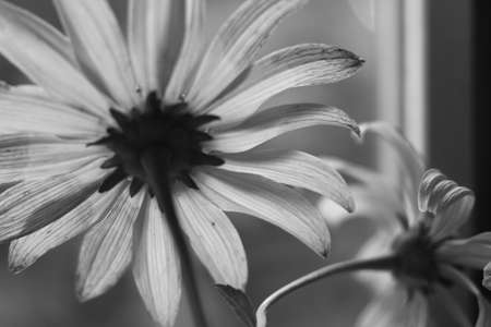 Small daisy on the window in a vase.の写真素材