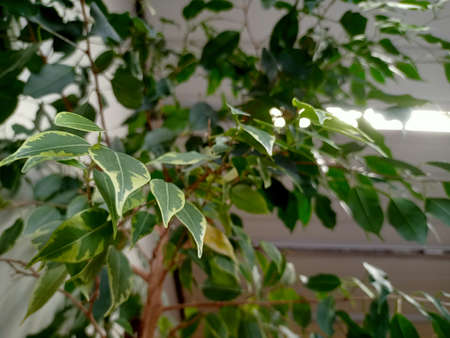 Green leaves of ficus benjamina plant in the sunlight.