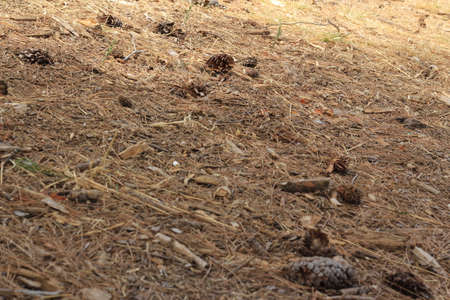 Pine cones on the ground in the forest, close-up