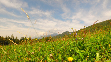 Meadow in the mountains with grass and flowers under the blue skyの写真素材