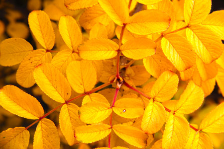 Autumn leaves on a tree. Yellow leaves on a tree.の写真素材