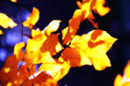 autumn leaves on the dark background, close-up of photo