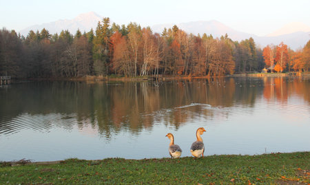 Two geese on the shore of a lake in Bavaria, Germanyの写真素材