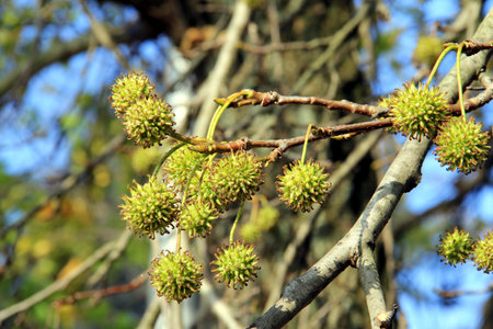 Young chestnuts on the branches of a tree in the spring.の写真素材