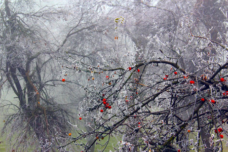 Frosted rosehip branches with red berries in the winter.の写真素材