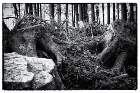Black and white photo of old tree roots in the forest. Toned.