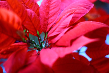 Red poinsettia flower close-up. Christmas background.の写真素材