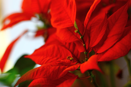Poinsettia, Christmas flower, close-up, selective focusの写真素材