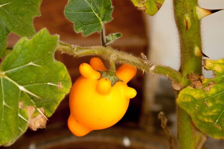 Titty Fruit on garden の写真素材