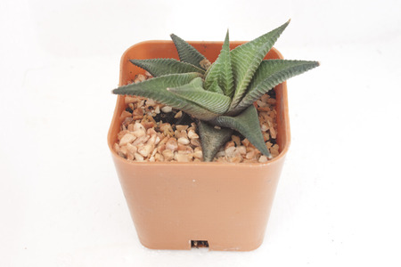 Flowers are small, spiny pineapples grown in pots の写真素材