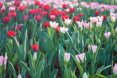 Tulips in flower festival in Thailand の写真素材