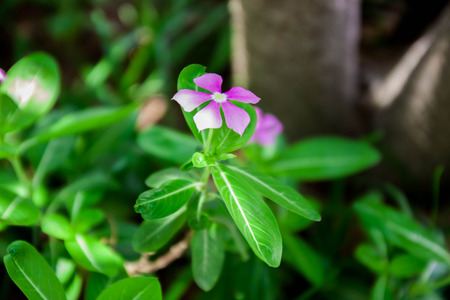 Watercress flowers pink in green treeの写真素材