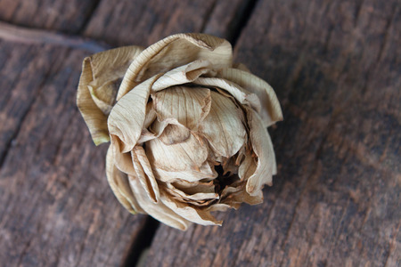 Dried lotus and Old Beautiful petals foldの写真素材