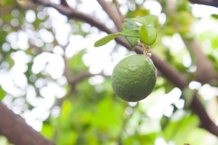 Fresh Kaffir Lime  bergamot  on treeの写真素材