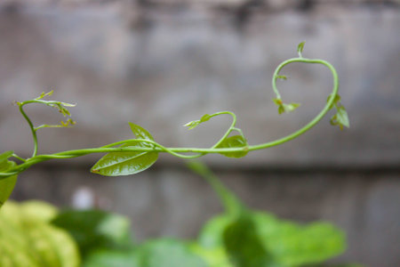 Tiliacora leavesの写真素材