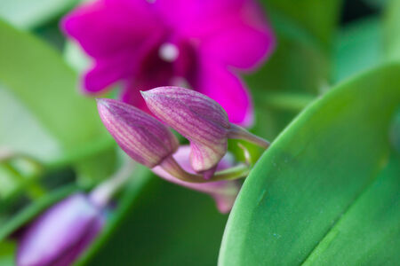 Orchids are not bloomの写真素材