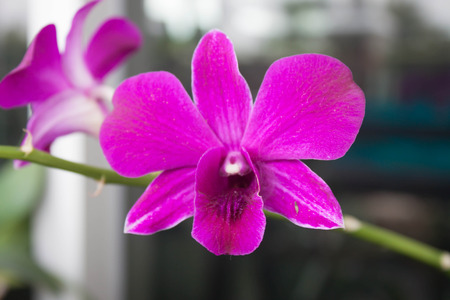 Early purple orchidsの写真素材