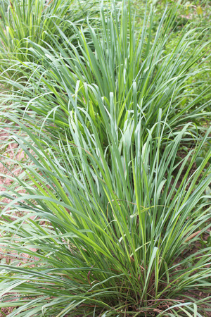 lemongrass was born in the bush.Thailandの写真素材