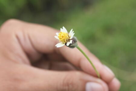 Grant Flower in hand backgroundの写真素材