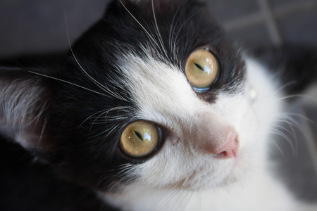 black cat closeupの写真素材