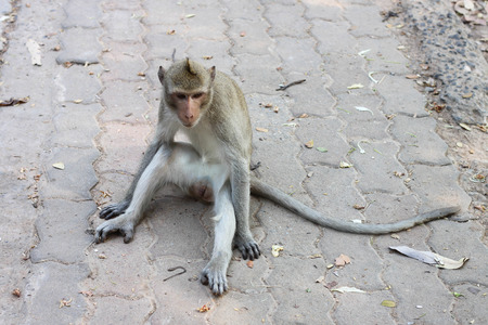 Monkey sitting on the cement floorの写真素材