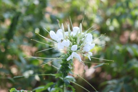 White flowers Cleomeの写真素材