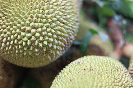 skin of  fruit  jackfruit background.