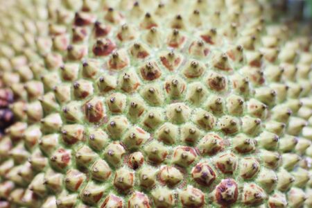 skin of  fruit  jackfruit background.