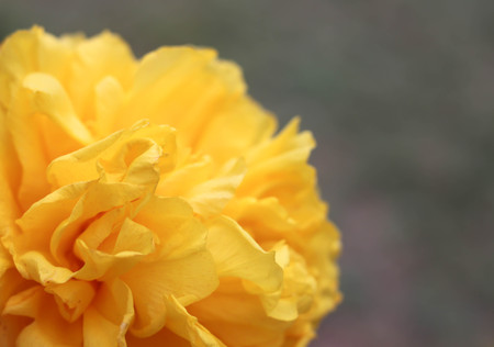 big Flowers yellow flowers closeup.
