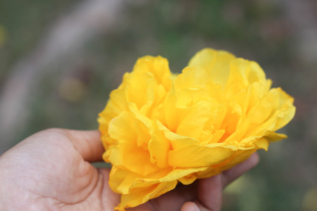 big Flowers yellow flowers closeup in hand.の写真素材