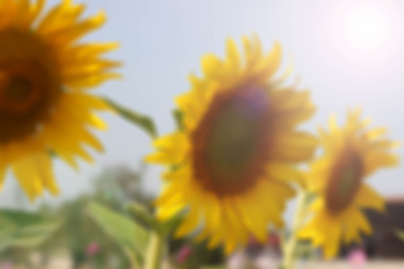 Sunflower and sunlight blur backgroundの写真素材