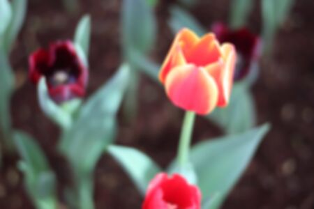 Tulips red and orange blurred background.の写真素材