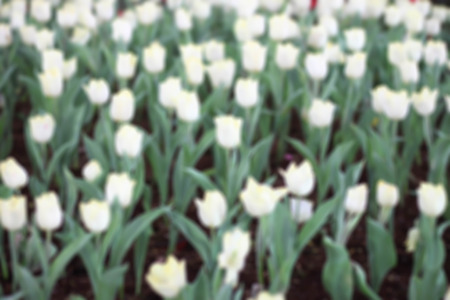 Tulips white blurred background.の写真素材