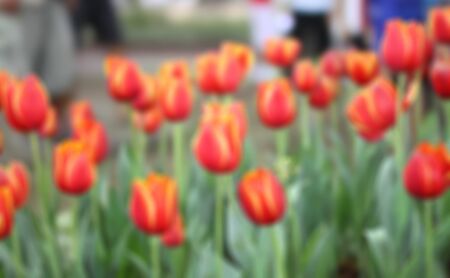 Red tulips blurred background.の写真素材