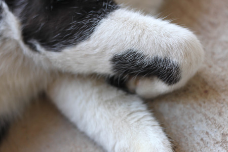 Closeup black and white cat legs.