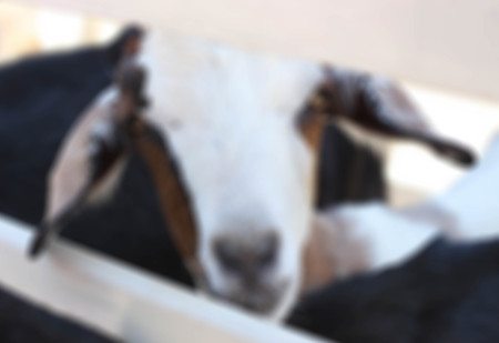 White and brown goatの写真素材