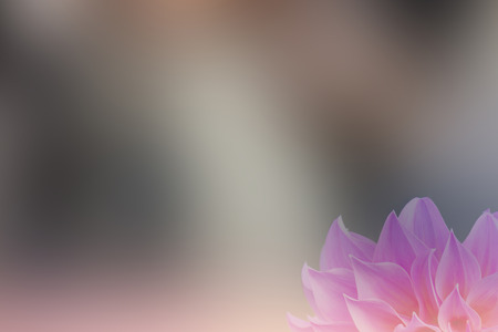 Pink flower  abstract smooth blur backgroundの写真素材