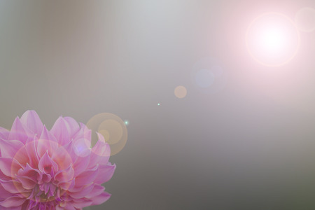 Pink flower  abstract smooth blur lens flare backgroundの写真素材