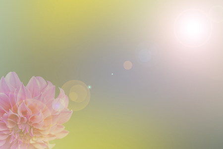 Pink flower backgroundPink flower  abstract smooth blur lens flare backgroundの写真素材