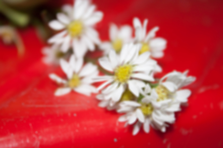 small gypsophila flowers Red blur  backgroundの写真素材