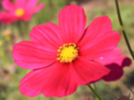 Red small flowers in the garden  blur backgroundの写真素材