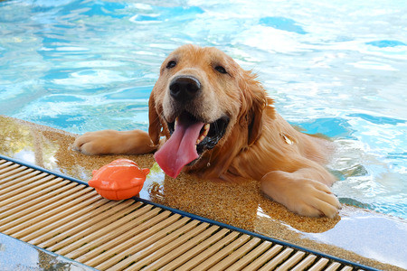 dog swimming with his doll in poolの写真素材