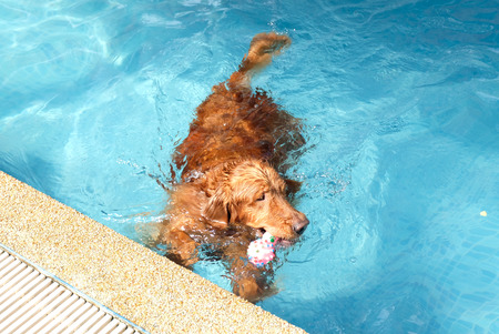 The dog swimming in pool.の写真素材