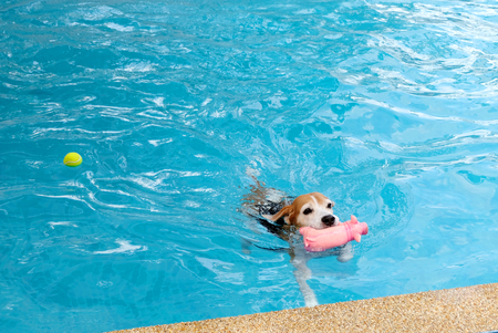 The dog swimming in pool.の写真素材