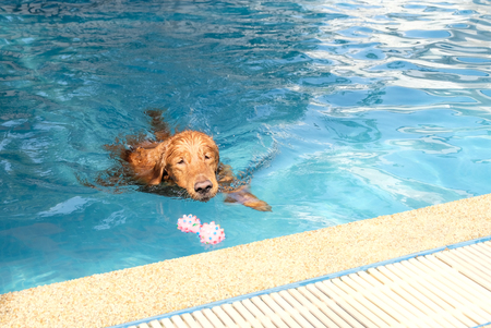 The dog swimming in pool.の写真素材